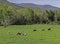 A green pasture field in Cades Cove for the riding horses.