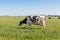 Green pasture field with dairy cows. Holstein breed Friesian