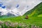 Green pasture and flowers against highest georgian mountain Shkhara near Ushguli in Georgia