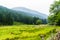 Green pasture for sheep high in the mountains