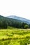 Green pasture for sheep high in the mountains