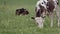On the green pasture, a white calf speckled with black spots grazes contentedly, while a small group of cows recline in the