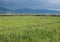 Green Pasture with Yellow Wildflowers