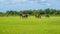 Green pastures of horse farms. Country spring landscape. Georgia