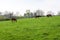 Green pastures of horse farms. Spring country landscape