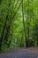 The Green Path to Taughannock Falls