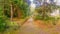 Green Path with Trees in Garden Madeira Island Wallpaper
