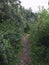 The green pathway in the city