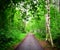 Green pathway with dirt road