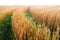 Green pathway through wheat field