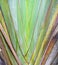 Green pattern branch revenala madagascariensis tree or travellers palm in botany garden. multi line natural background. color laye