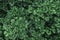 Green pattern of leaf, greenleaf background