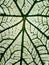 Green pattern on white surface on the leaf of Caladium bicolor