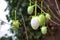 Green patterned easter eggs hanging in bare branches