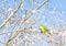 A green pawgai sits on a blooming almond branch in the park. Spring landscape.