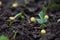 Green pea growing in farmer‘s field, sprout of plant in soil, growing green pea seedling