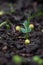 Green pea growing in farmer‘s field, sprout of plant in soil, growing green pea seedling