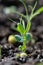 Green pea growing in farmerâ€˜s field, sprout of plant in soil