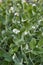 Green pea plant blooming, white flowers