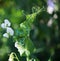 GREEN PEA PLANT WITH LEAVES AND TENDRILS