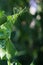 GREEN PEA TENDRILS WITH LEAVES