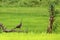 Green peacock in rice fields