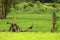 Green peacock in rice fields