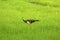 Green peacock in rice fields