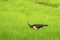 Green peacock in rice fields