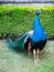 Green peacock standing in the garden