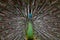 Green Peafowl 01