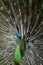 Green Peafowl 02