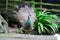 Green peafowl (female)