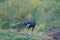 Green peafowl, Peacock in nature