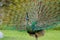 Green Peafowl of Thailand