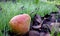 green pear on fallen leaves and fresh grass