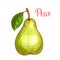 Green pear fruit with leaf isolated sketch
