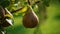 Green pear on the fruit plant biologic natural
