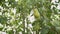 Green pear growing on a sunset background Summer harvest time in orchard garden. Organic fruits closeup.