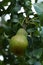 Green Pear Just About Ripe Hanging on a Fruit Tree