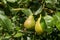 Green pears with the green background