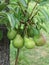 Green pears hanging on a growing pear tree . Tuscany, Italy