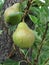 Green pears hanging on a growing pear tree . Tuscany, Italy