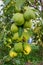 Green pears on a pear tree branch. Abundant fruiting
