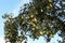 Green pears ripen on tree branches in summer