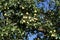 Green pears ripen on tree branches in summer