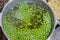 Green peas cooking in silver colored metal pot