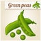 Green peas. Detailed Vector Icon