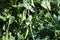 Green peas grow garden. Pods of young green peas growing on a bed