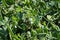 Green peas grow garden. Pods of young green peas growing on a bed